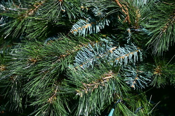 Evergreen Tree