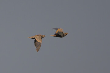 Bağırtlak » Pterocles orientalis » Black-bellied Sandgrouse