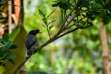 Jungle Myna perched on a branch, black feathers, yellow eyes, orange beak.