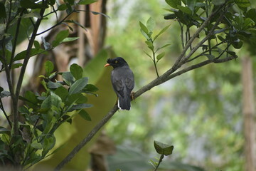 Jungle Myna perched on a branch, black feathers, yellow eyes, orange beak.