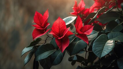 Red poinsettia plant with green leaves. Christmas decoration and holiday plant. Festive and seasonal floral arrangement.