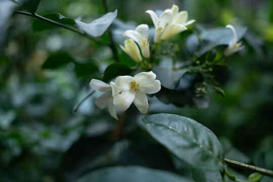 Pin wheel white flowers in the garden