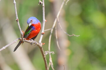 Beautiful painted bunty, perched in habitat against a blurry background. 