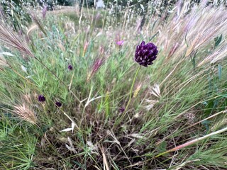 Allium sphaerocephalon, or drumstick allium, with its deep purple spherical flowerhead stands out...
