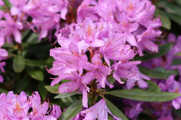 Pink rhododendron flowers in a garden