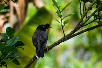 Jungle Myna perched on a branch, black feathers, yellow eyes, orange beak.