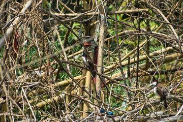 Red-whiskered bulbul perched among dry branches in a natural setting.