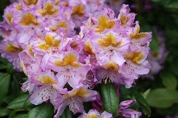 Pink and yellow rhododendron flowers in a garden