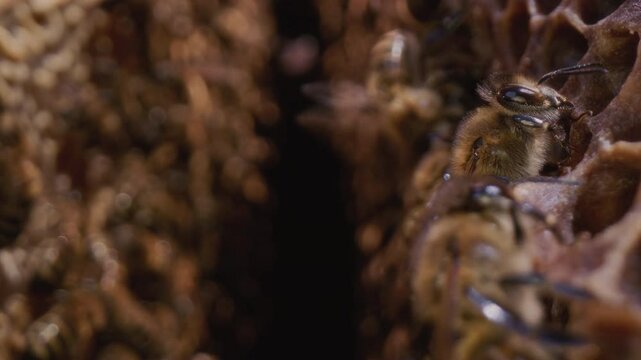 Dolly shot inside the hive. Bees run on frames with honeycombs. Professional beehive in the apiary