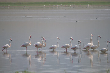 Flamingo &raquo; Greater Flamingo &raquo; Phoenicopterus roseus