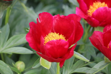 Red peony (cultivar Illini Warrior) flowers in summer garden