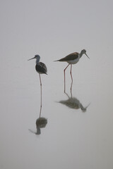 Uzunbacak » Black-winged Stilt » Himantopus himantopus
