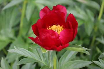 Red peony (cultivar Blaze) flower in summer garden