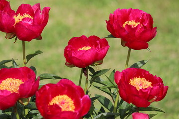 Obraz premium Red peony flowers in summer garden