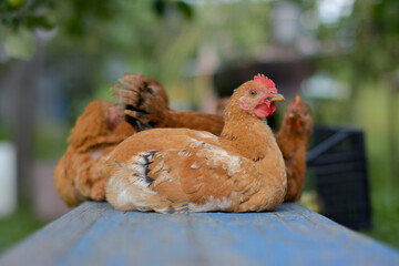 Resting brown chickens on a wooden bench outdoors. Shallow depth of field Rural scene