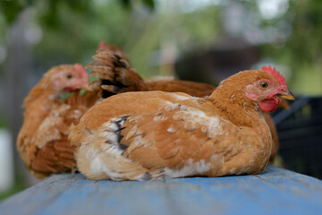 Resting brown chickens on a wooden bench outdoors. Shallow depth of field Rural scene