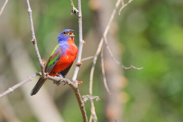 Beautiful painted bunty, perched in habitat against a blurry background. 