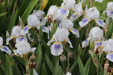 White iris flowers with blue spot in garden. Cultivars from Intermediate Bearded Iris (IB) Group