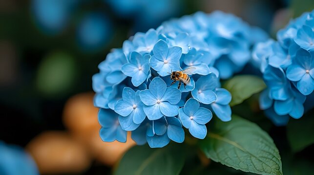 Vibrant blue hydrangea flowers in full bloom with honey bee collecting nectar, macro photography showing delicate petals and natural garden setting.