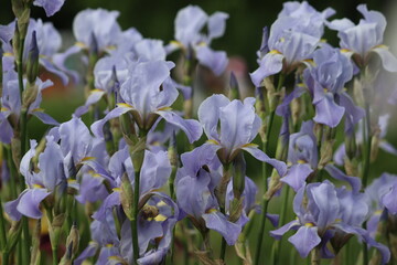Blue iris flowers in garden. Cultivar from Intermediate Bearded Iris (IB) Group