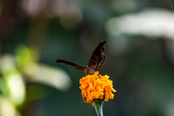 Brown butterfly on vibrant orange marigold, outdoor close-up.