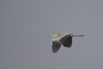 Gri balıkçıl » Grey Heron » Ardea cinerea