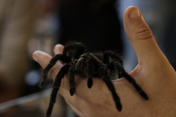 Spider