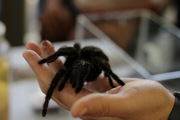 Spider 