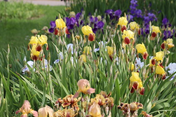 Large group of multi-colored flowering irises in summer garden