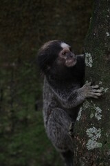 black and white bear