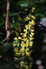 Yellow flowers of Scotch laburnum (Laburnum alpinum) in summer garden