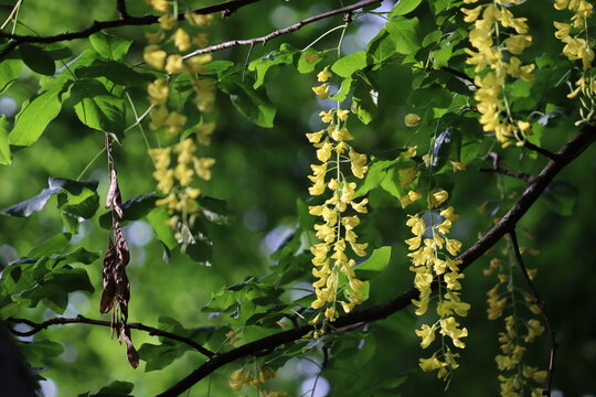 Yellow flowers of Scotch laburnum (Laburnum alpinum) in summer garden