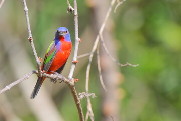 Beautiful painted bunty, perched in habitat against a blurry background. 