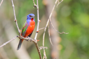 Beautiful painted bunty, perched in habitat against a blurry background. 