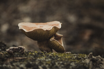 Close-up shot of two wild forest mushrooms with ripple caps, growing on green moss