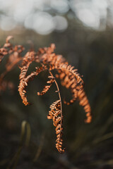 Dry, brown fern leaves with wavy shapes, illuminated by the golden light of the setting sun in the forest