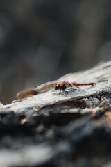 Red dragonfly with clear eyes sitting on a gray, cracked tree bark on a sunny day in the forest