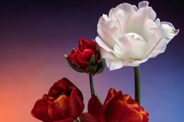 Original red tulips and one huge full parrot white tulip.. on abstract sunrise background