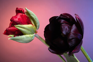 Original one red and one black tulips on abstract sunrise background