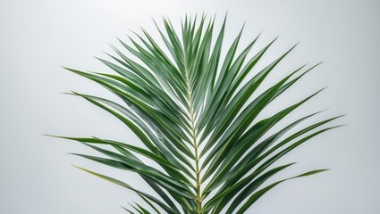 Fototapeta premium A green palm leaf with long, pointed leaves against a plain, light background.