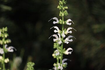 White flowers of meadow sage (Salvia pratensis) in summer garden