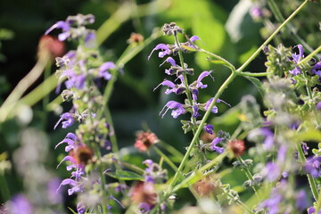 Flowers of meadow sage (Salvia pratensis) in summer garden