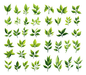Fresh tea leaves cartoon vector set. Green organic drink plant harvest aromatic blend nature herbal infusion ritual steaming cup traditional farming drying process plantation fermentation isolated