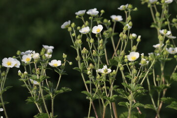 White flowers of Rock cinquefoil (Drymocallis rupestris, syn. Potentilla rupestris) in summer garden