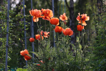 Red flowers of Oriental poppy (Papaver orientale) in summer garden
