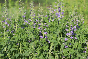 Flowers of blue wild indigo plant (Baptisia australis) in summer garden