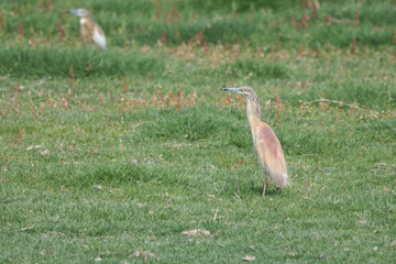 Alaca balıkçıl » Squacco Heron » Ardeola ralloides