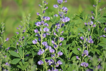 Flowers of blue wild indigo plant (Baptisia australis) in summer garden