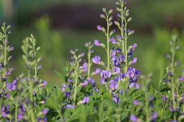 Flowers of blue wild indigo plant (Baptisia australis) in summer garden