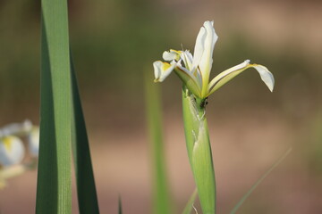 Obraz premium White flower of Iris halophila in summer garden